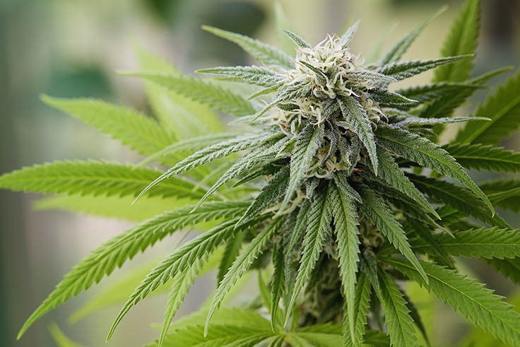Idaho Medical Marijuana Advocates Can Start Gathering Signatures for 2020 Ballot Initiative